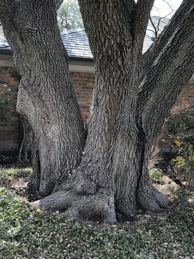Mature heritage tree close to a Atlanta property cared for by certified arborists